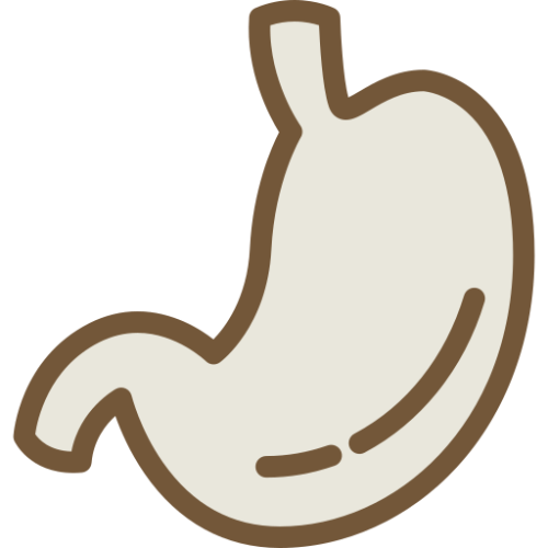 stomach